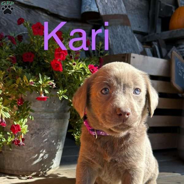 Kari, Silver Labrador Retriever Puppy